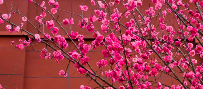 松桃职校2026年春假及清明节放假通知